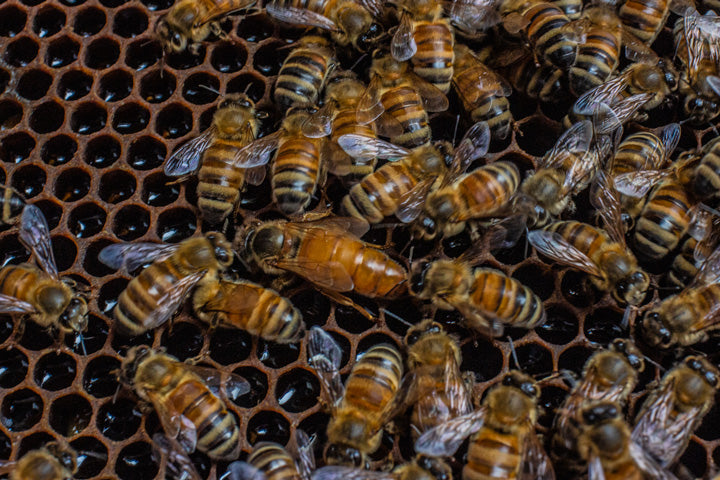 Top 15 Bee Facts You (Might) Not Know