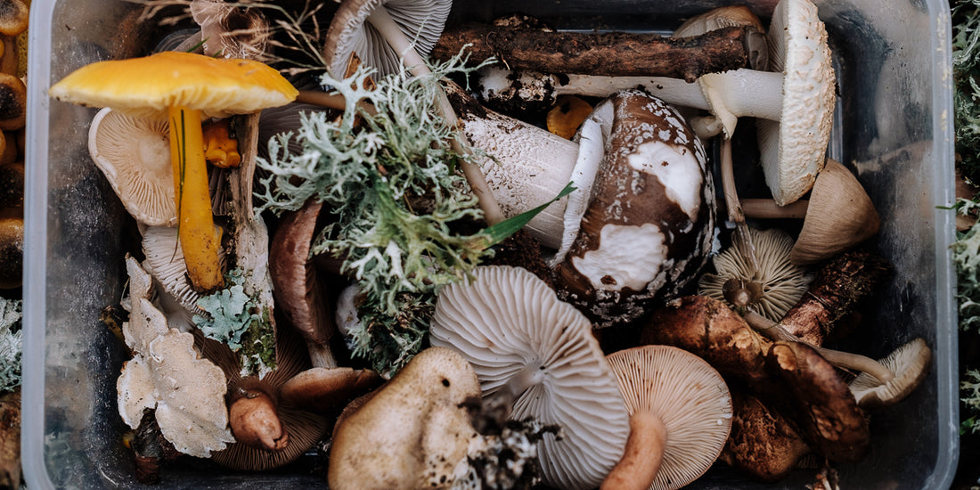 5 Beginner Tips for Embracing The Lost Art of Food Foraging